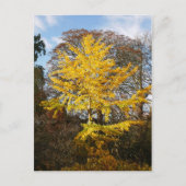 Carte postale Ginkgo Biloba Tree (Devant)