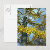 Carte Postale Ginkgo en chute (Devant / Derrière)
