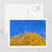 Carte Postale Ginkgo : Feuilles jaunes, Ciel bleu (Devant / Derrière)