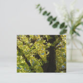 Carte Postale Ginkgo Tree en automne (Debout devant)