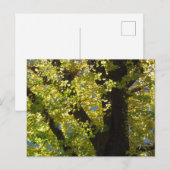 Carte Postale Ginkgo Tree en automne (Devant / Derrière)
