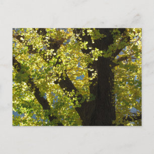 Carte Postale Ginkgo Tree en automne