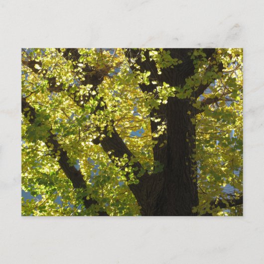 Carte Postale Ginkgo Tree en automne (Devant)