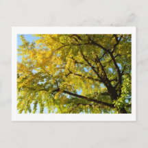 Ginkgo Tree : Japon