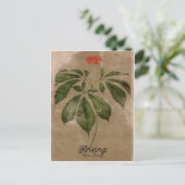 Carte postale Ginseng de style vintage (Debout devant)