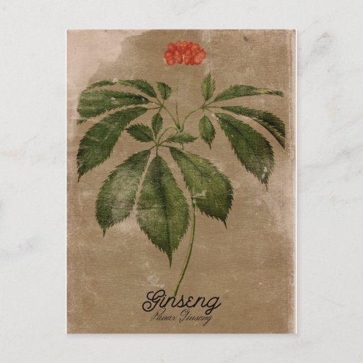 Carte postale Ginseng de style vintage (Devant)