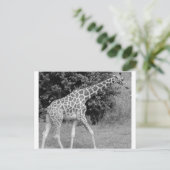 Carte Postale girafe (Debout devant)