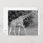 Carte Postale girafe (Devant / Derrière)