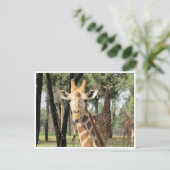 Carte Postale girafe (Debout devant)