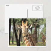 Carte Postale girafe (Devant / Derrière)