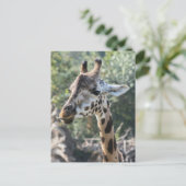 Carte Postale Girafe (Debout devant)