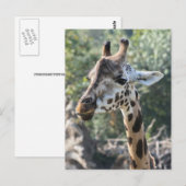 Carte Postale Girafe (Devant / Derrière)