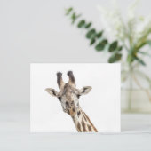 Carte Postale Girafe (Debout devant)