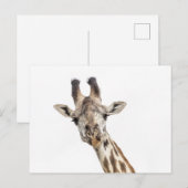 Carte Postale Girafe (Devant / Derrière)