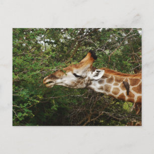 Carte Postale Girafe