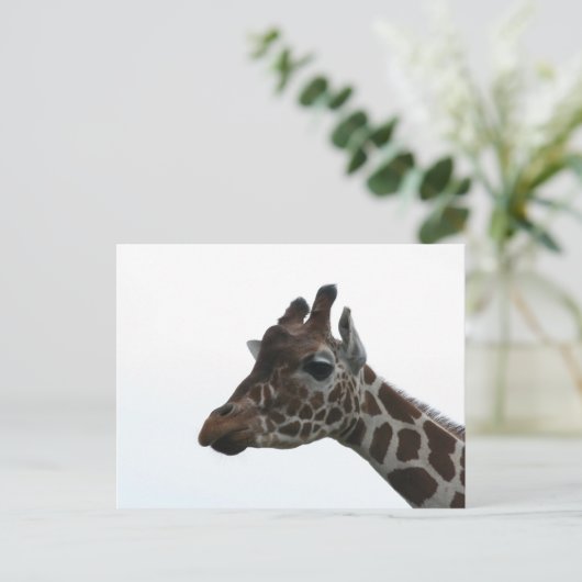 Carte postale: Girafe (Debout devant)