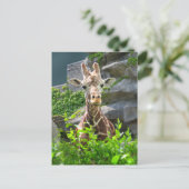 Carte Postale Girafe (Debout devant)