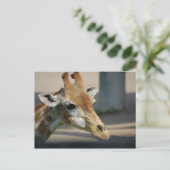 carte postale _ girafe (Debout devant)