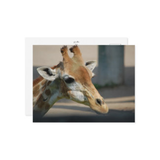 carte postale _ girafe