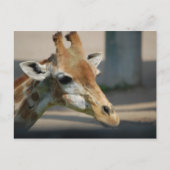 carte postale _ girafe (Devant)