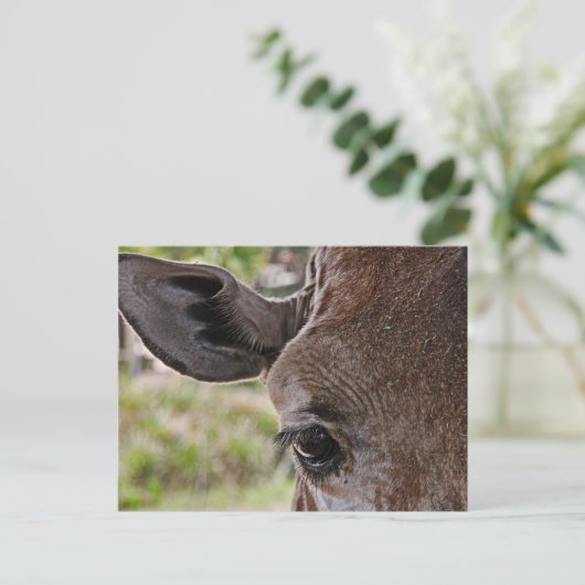 Carte Postale Girafe (Debout devant)