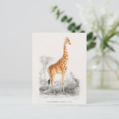 Carte Postale Girafe Antique Impression d'Histoire Naturelle Orb (Debout devant)