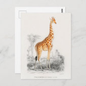 Carte Postale Girafe Antique Impression d'Histoire Naturelle Orb (Devant / Derrière)