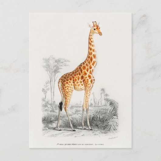 Carte Postale Girafe Antique Impression d'Histoire Naturelle Orb (Devant)