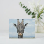 Carte Postale Girafe au Kenya (Debout devant)