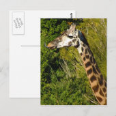 Carte Postale Girafe avec la langue Sticking Out Curled Up (Devant / Derrière)