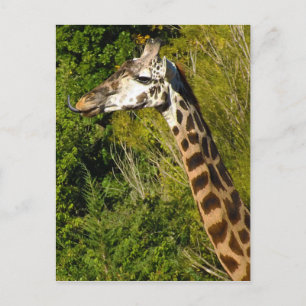 Carte Postale Girafe avec la langue Sticking Out Curled Up
