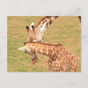 Carte Postale Girafe bébé et mère #3