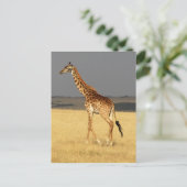 Carte Postale Girafe corps complet Afrique Animaux africains (Debout devant)