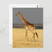 Carte Postale Girafe corps complet Afrique Animaux africains (Devant / Derrière)