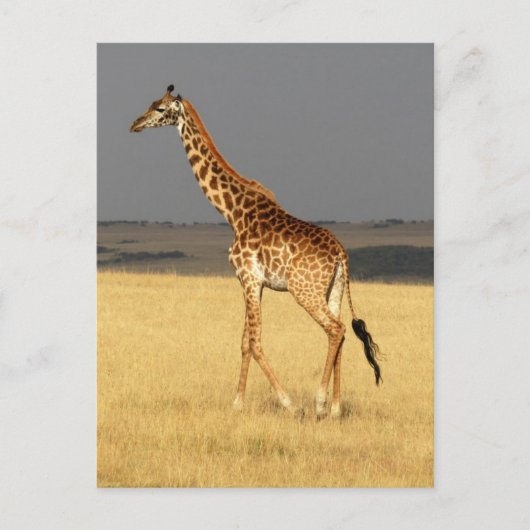 Carte Postale Girafe corps complet Afrique Animaux africains (Devant)