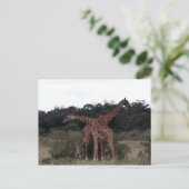 Carte Postale girafe cou croisé (Debout devant)
