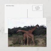 Carte Postale girafe cou croisé (Devant / Derrière)