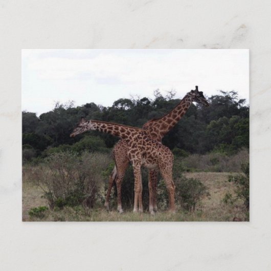 Carte Postale girafe cou croisé (Devant)