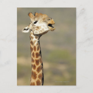 Carte Postale girafe d'Afrique australe (Giraffa camelopardalis