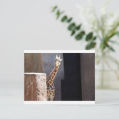 Carte Postale girafe de Peek-a-boo (Debout devant)