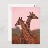 Carte Postale Girafe debout dans les mopani avec ciel rose (Devant / Derrière)