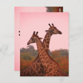 Carte Postale Girafe debout dans les mopani avec ciel rose (Devant / Derrière)