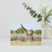 Carte Postale girafe d'Etosha (Debout devant)