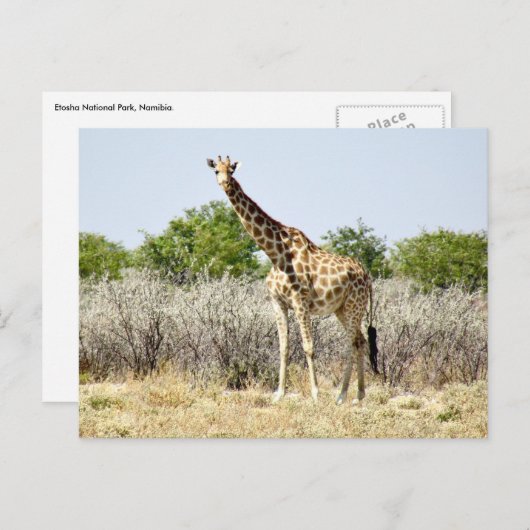 Carte Postale girafe d'Etosha (Devant / Derrière)