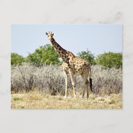 Carte Postale girafe d'Etosha (Devant)