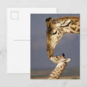 Carte Postale Girafe embrassant un bébé girafe (Devant / Derrière)