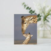 Carte Postale Girafe embrassant un bébé girafe (Debout devant)