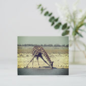 Carte Postale girafe etosha  (Debout devant)