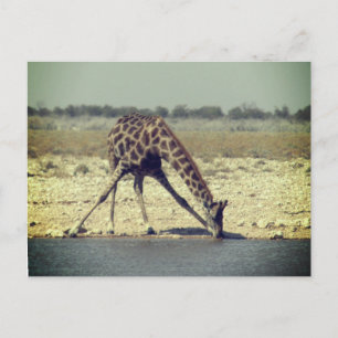 Carte Postale girafe etosha