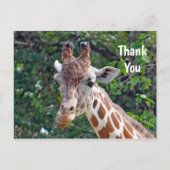 Carte Postale Girafe Faune Photo Merci (Devant)